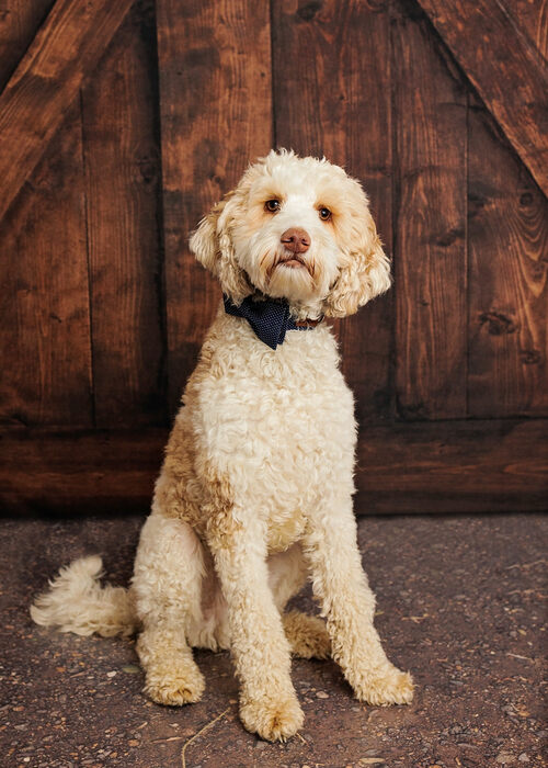 Monty : Grief Therapy Dog