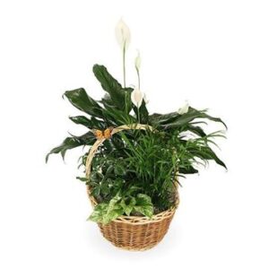 Basket Garden