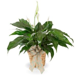 Peace Lily